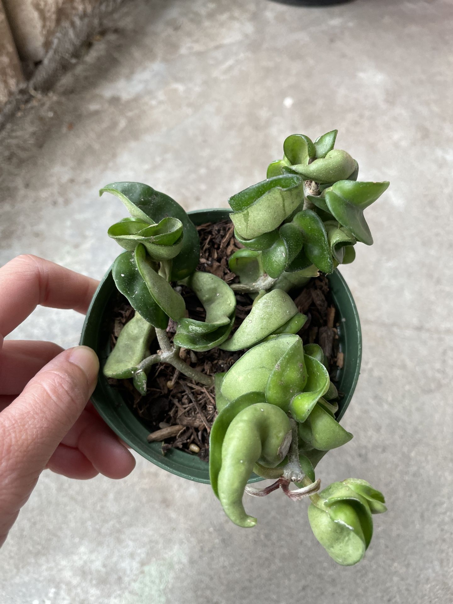 4in Pot Hidu Robe Hoya Houseplant