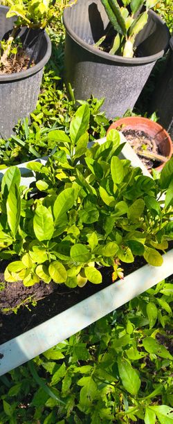 Etrog (Citron) fruit tree sapling