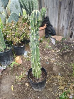 Monstroses apple cactus plant