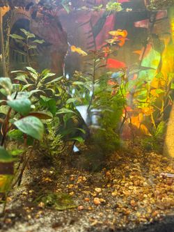 Fish stuff