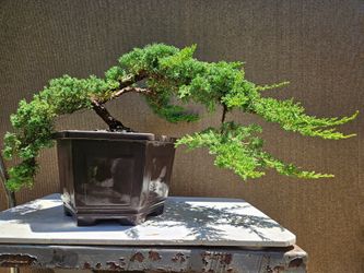 Old Juniper Nana Bonsai Tree