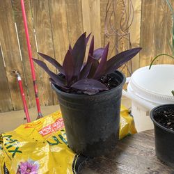 Purple Heart plant one gallon pot