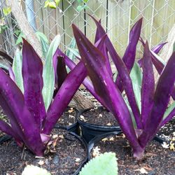 Tradescantia Spathacea Oyster plant Boat lily - Moses Cradle