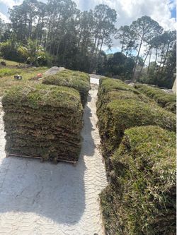 FRESH SOD