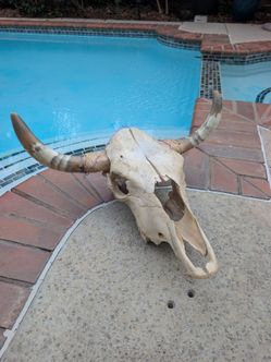 Cow skull decor western bull