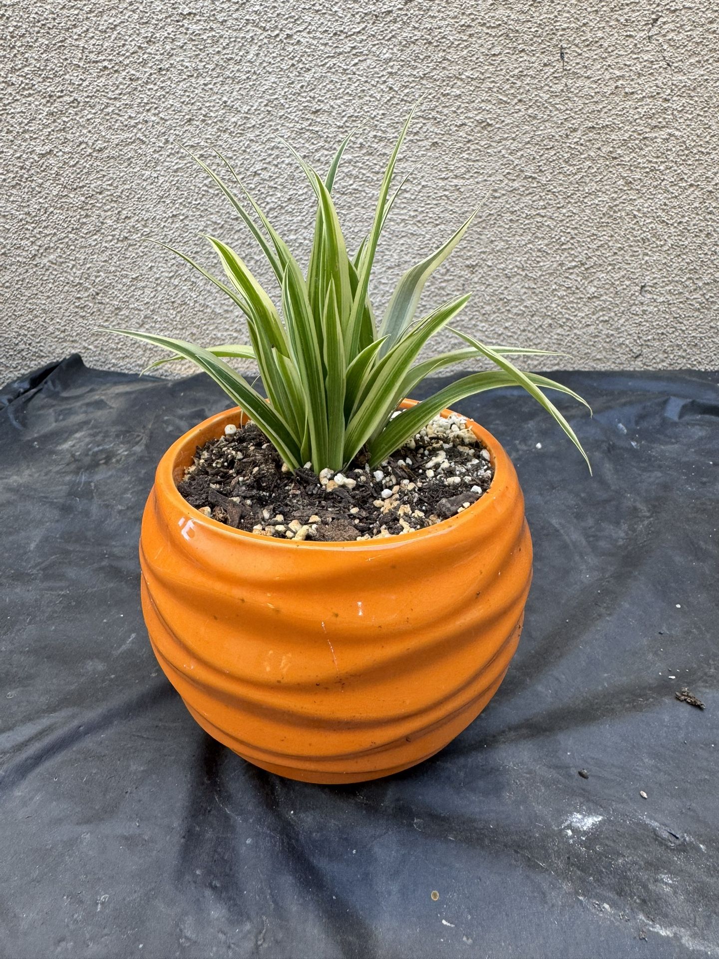 Spider Plant Cute Pot