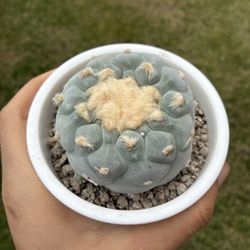 Fricci White Rare Cactus Plant Seedling 