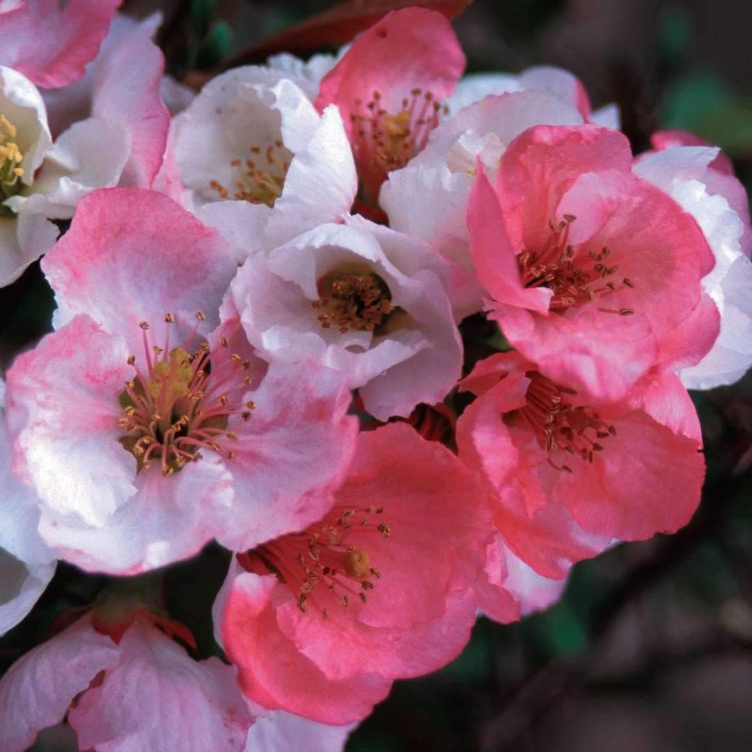 ‘Toyo Nishiki’ Flowering Quince Plants