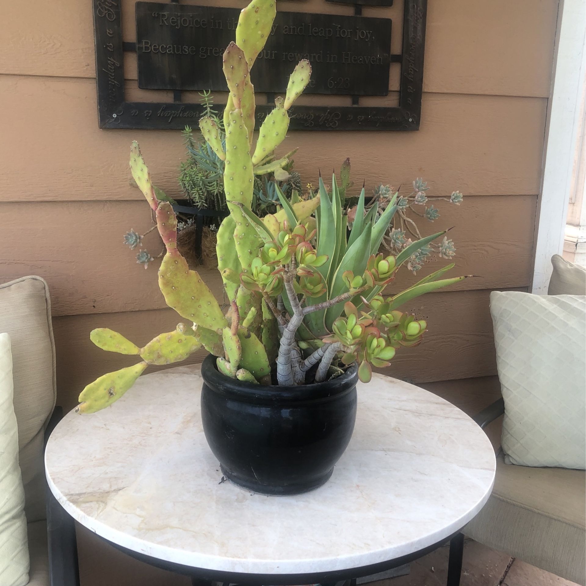 Succulent Arrangement