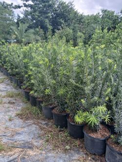 Podocarpus hedges Sale! 4-4.5ft $19🌿