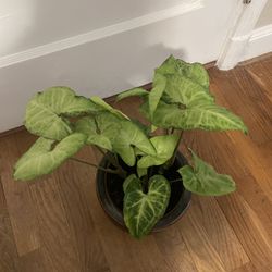 Arrorhead Plant (6 Inch ceramic pot Included) 
