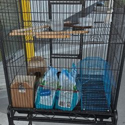 Bird Cage