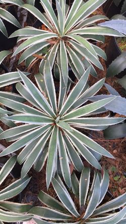 White Variegated Agave Cactus