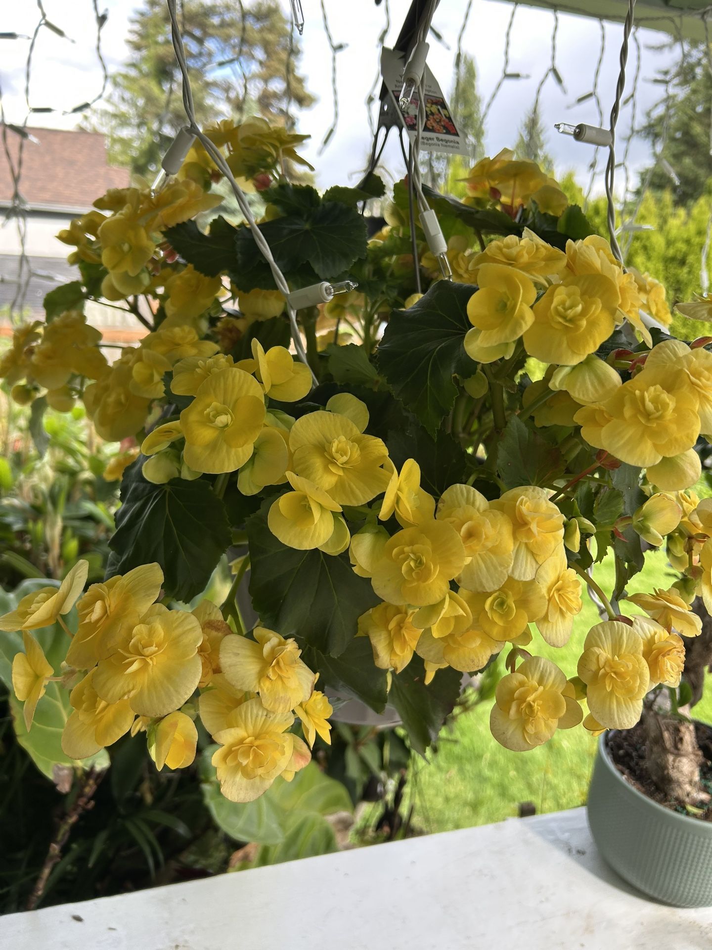 Beautiful Begonias
