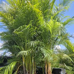 arecas over 8 feet tall Instant Privacy Hedge For Fence 