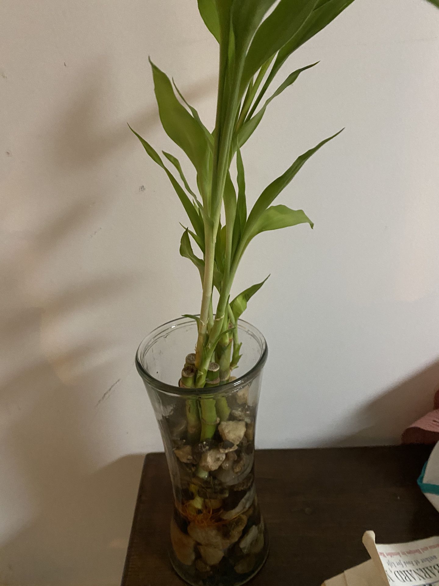Lucky Bamboo Shoots Plant