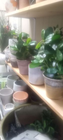 New artificial silk plants