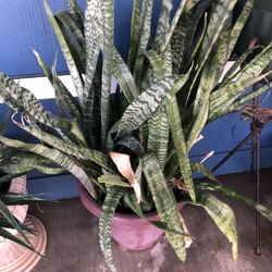 Suculenta Grande “Lengua De suegra” 