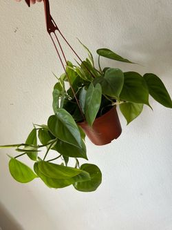 Photos plant