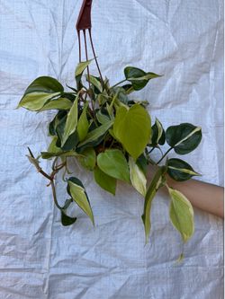 6” Philodendron silver stripe