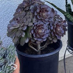 Aeonium Voodoo 
