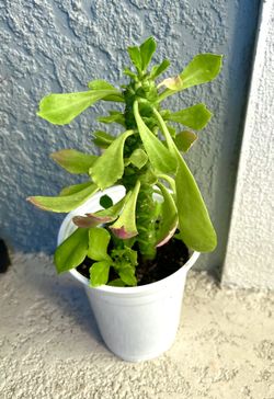 Euphorbia  Guentheri   Plant  