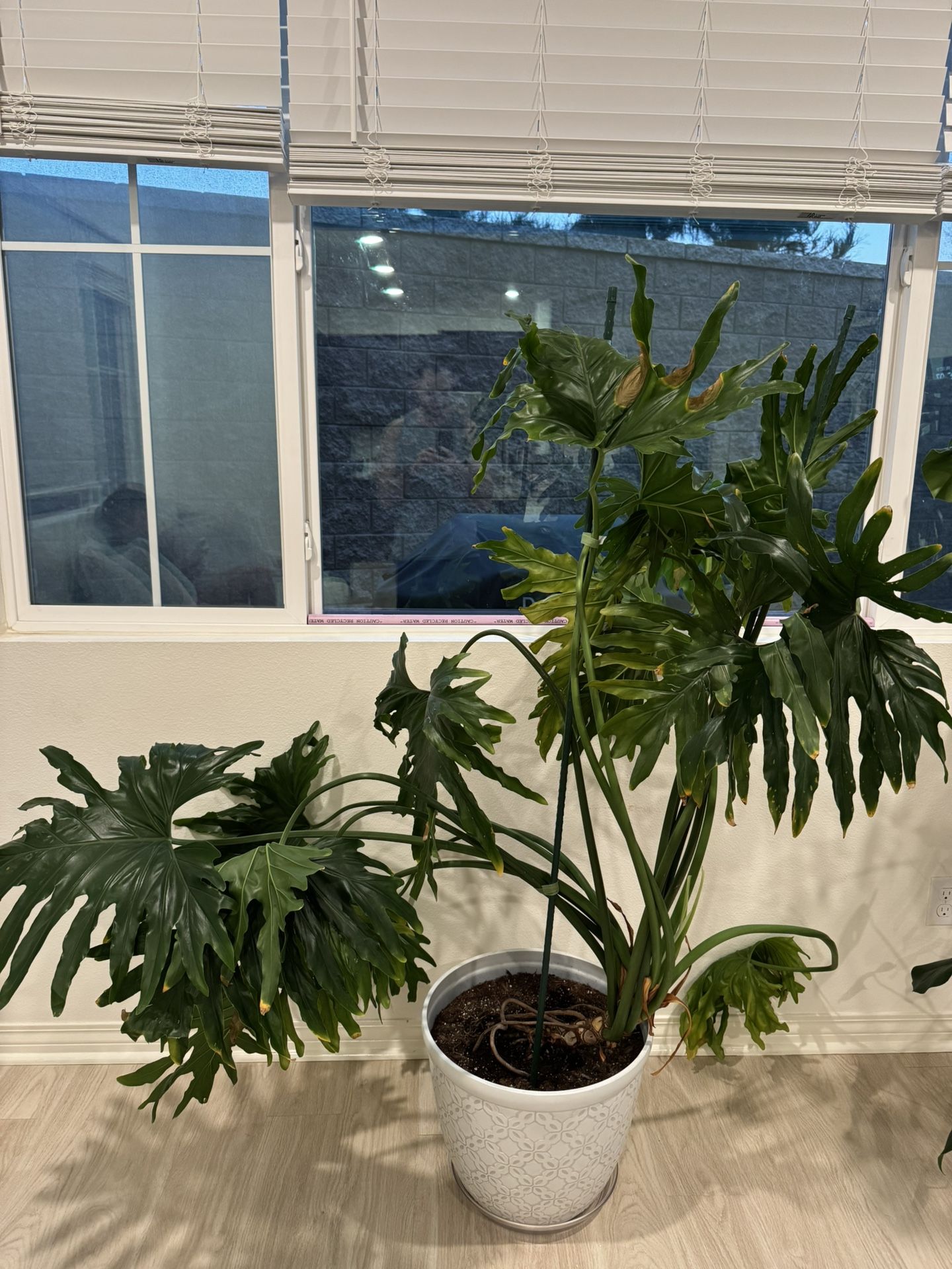 Philodendron House Plant (large)