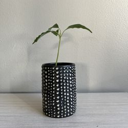 Ceramic Textured Pot/Vase