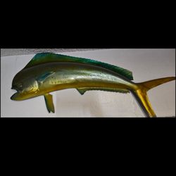 Dorado fish mount