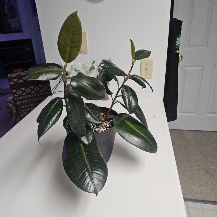 Two 11"+ Burgundy Rubber Tree Plants In Pot.