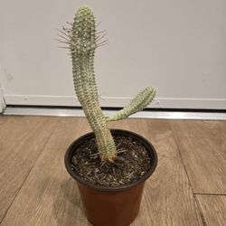 Corn Cob Cactus