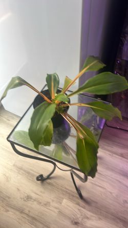 Plant