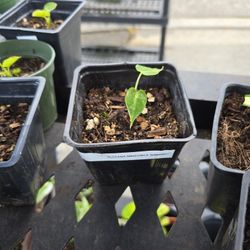 Alocasia Amazonica "bambino"