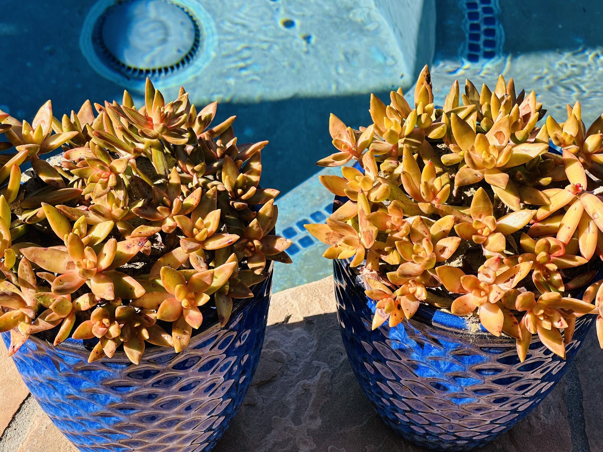 A Big Ceramic Blue Pot 