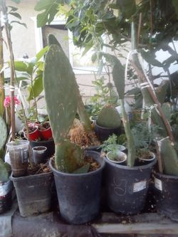 Cactus/ nopal
