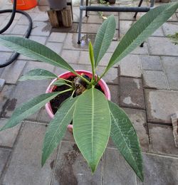Plumeria Pink Flower Plant