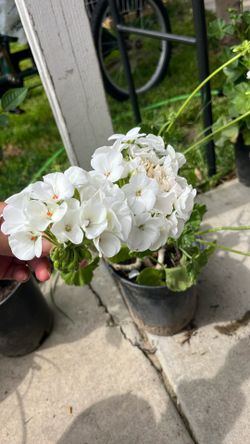 White Blanco Geranio Plant
