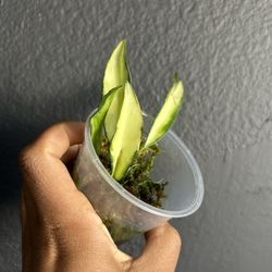 Variegated Hoya Wayetti