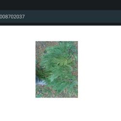 Cedar Boughs For Sale