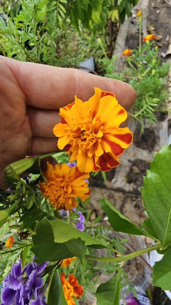 Rare Color! Orange With Red Stripes Marigold Plants