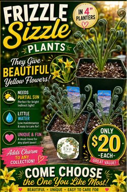 Frizzle sizzle plants