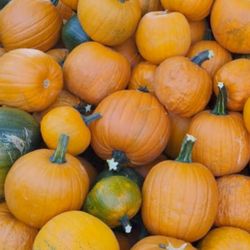 Pumpkins/Cattle Feed!!
