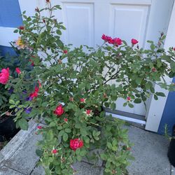 Outdoor rose 