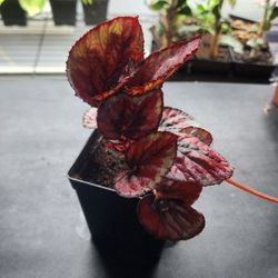 Plant - Rex Begonia