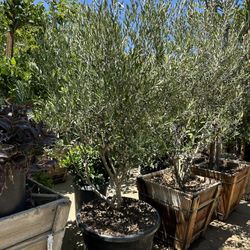 Olea europaea ‘Wilsonii’ - Wilson Fruitless Olive Tree 25gal