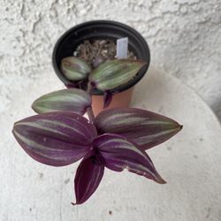 4 Inch Pot Succulent Plant- Tradescantia Zebrina Violet - Wandering Dude - Live Succulent - Rooted & Established - Drought Resistant - 🪴