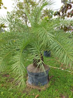 Silvester Palms (25 Gls Ready To Planta) In Yur Back Yard 