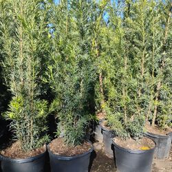 Podocarpus Hedges 15gl 5.5-6ft🌼$45