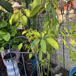 Avocado Plants (4 Total) $60