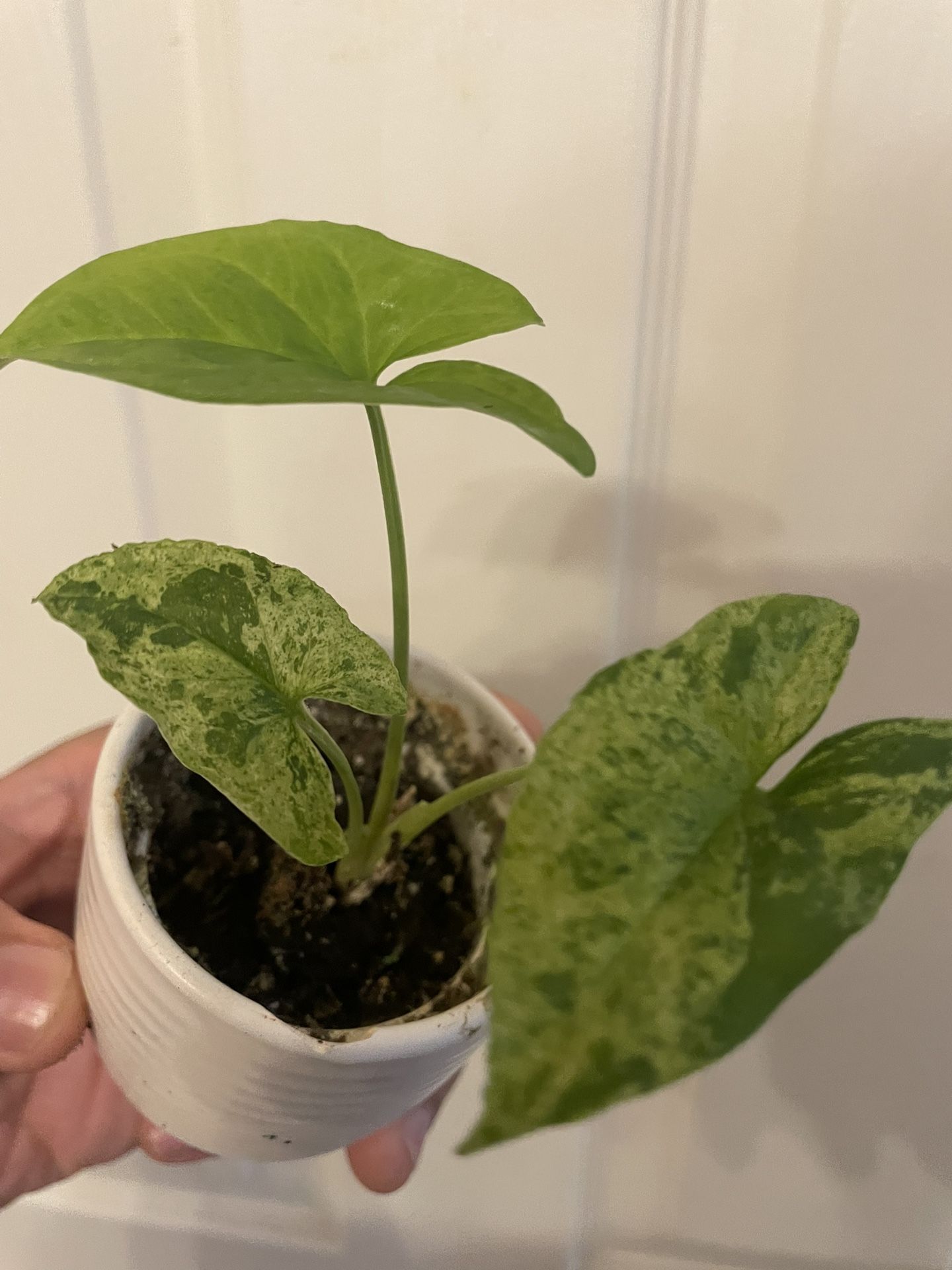 $15 | Syngonium “Mojito” | Arrowhead Plant | Beautiful Variegated Shades of Green